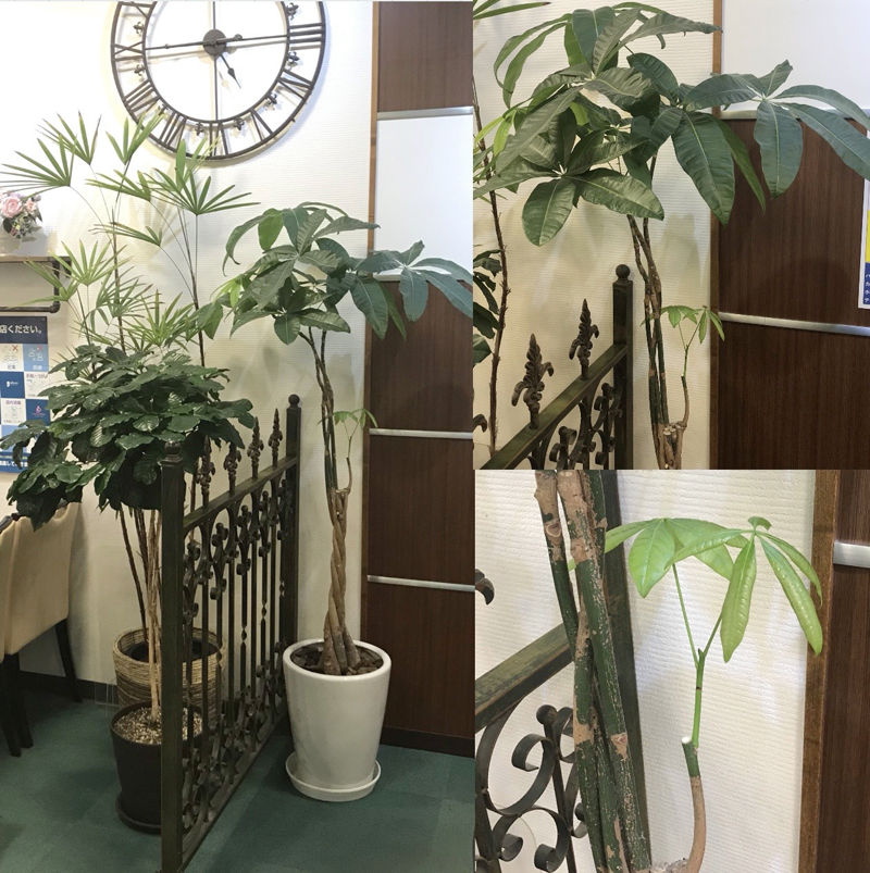 ジュエリーモア 岡北店　観葉植物