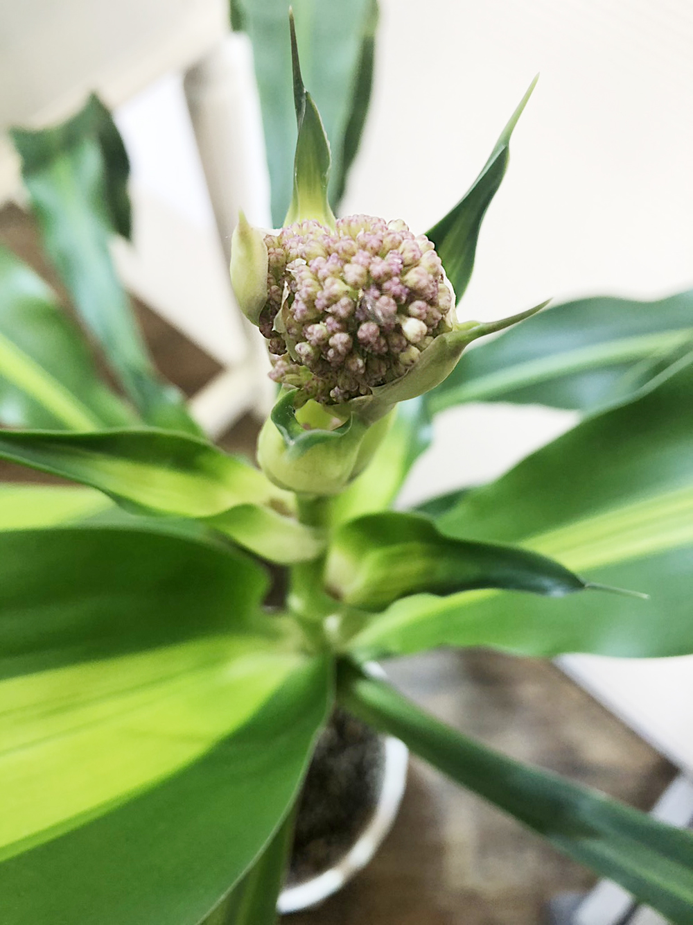 ジュエリーモア 岡北店　7年の時を経て～初開花　観葉植物