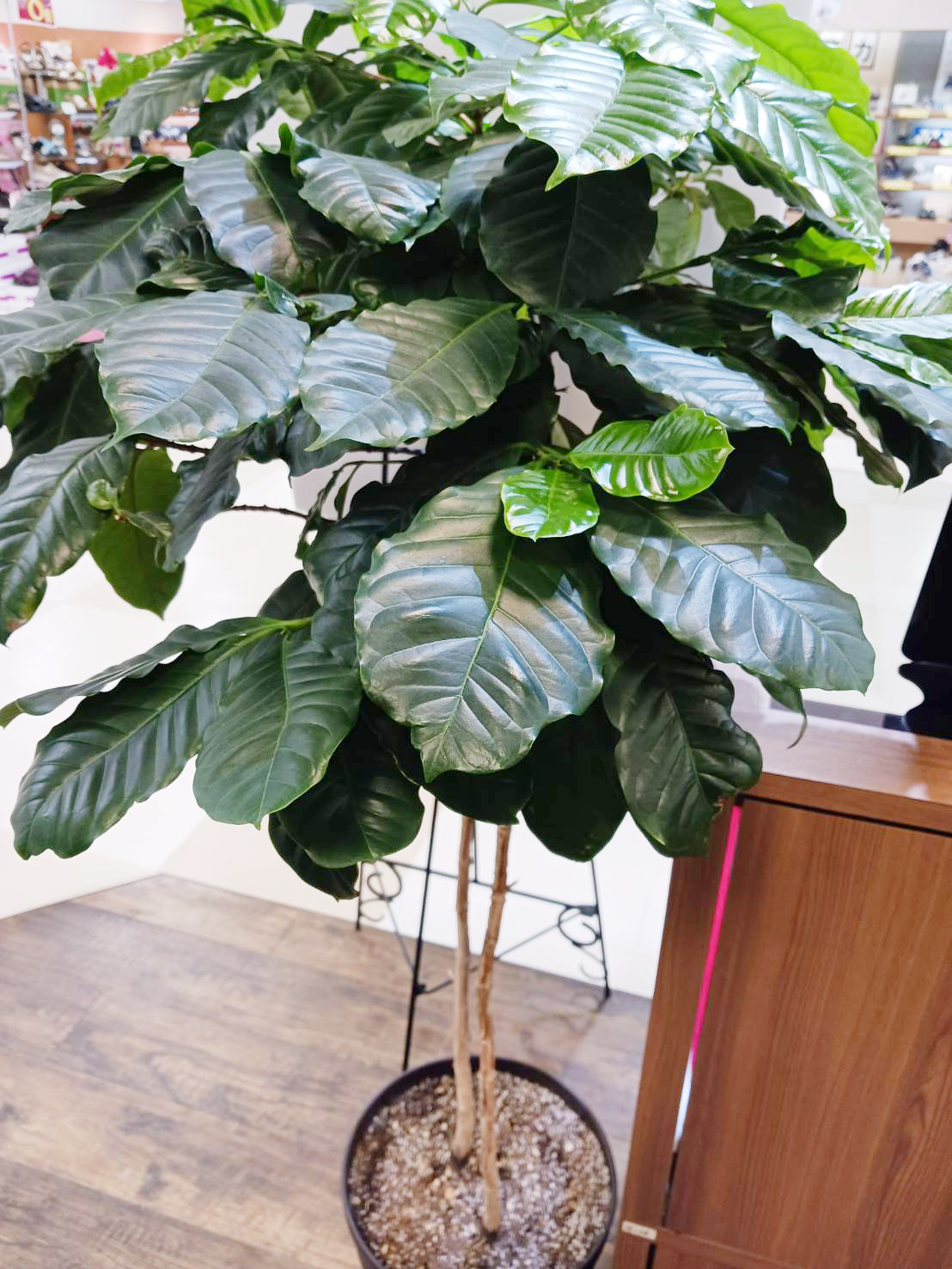 ジュエリーモア 岡北店　癒しの観葉植物岡北店編コーヒーの木(コーヒーノキ属）